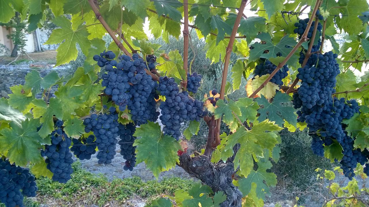 Alloggio per agriturismo Ca' De Pippu Diano Castello